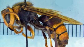 A pinned yellow-legged hornet with a narrow cinched waist, yellow on the bottom half of their legs, and a strong yellow stripe on their fourth abdominal segment.