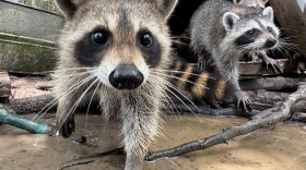 Rabies virus can be transmitted through bites and scratches from an infected animal.