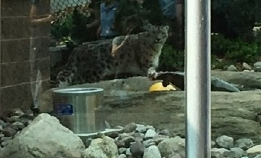 The Snow Leopard wasn't as open to the crowds as the Red Pandas