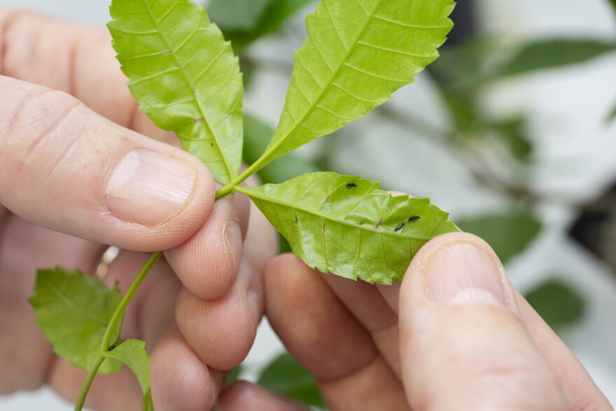 Thrips may help to prevent the Brazilian peppertree from spreading.