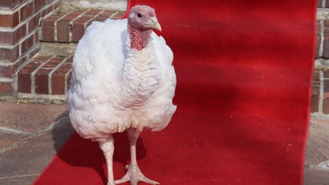 Butch Cassidy - 22 lb turkey pardoned by Governor Polis