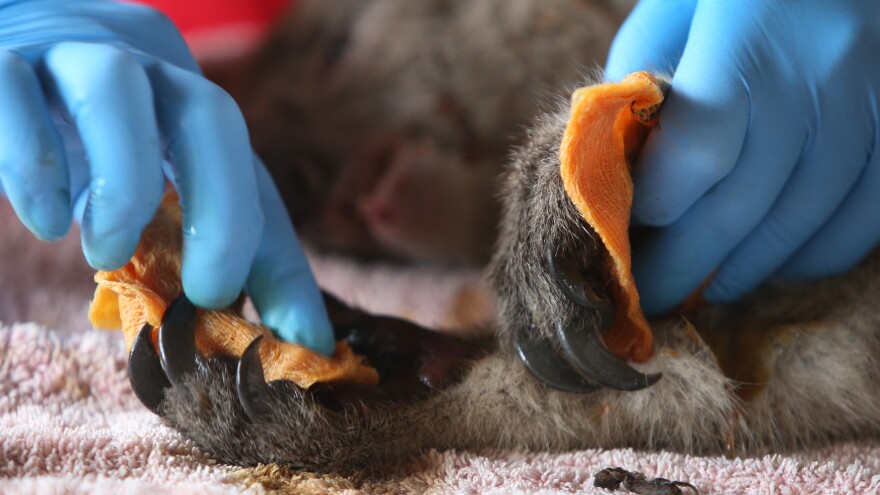 An injured koala is treated at the Kangaroo Island Wildlife Zoo on January 10 in Kangaroo Island, Australia.