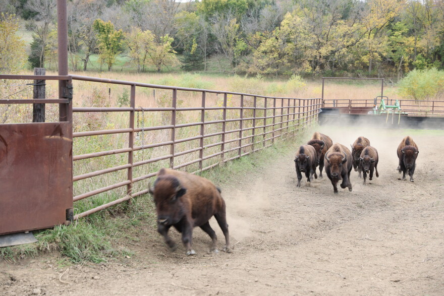More thank 200 bison graze the Broken Kettle Grassland Preserve. Officials from The Nature Conservancy round them up each fall for health checks, counts, and distribution to other herds.