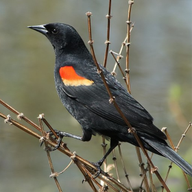 Agelaius phoeniceus (Red-winged Blackbird)