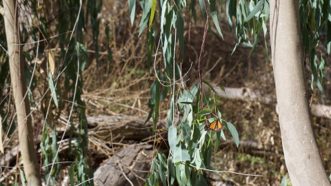 A butterfly rests on a long flat leaf. Trees and brush in the background. A large trunk on the right side of the image.