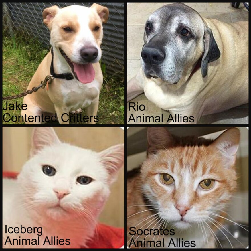 Forever Home 6/16