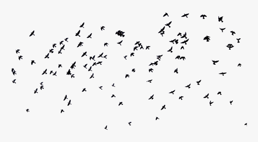 510-5109345_birds-and-overlay-image-migrating-birds-creative-commons.png