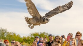 Oliver the Verreaux Owl flies over excited spectators from a previous Fall Flights at the World Center for Birds of Prey.