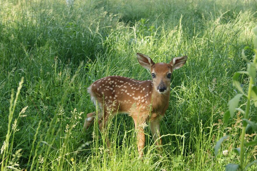 orphan_faun.jpg