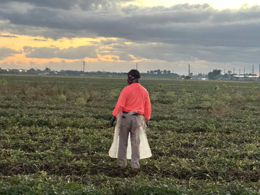 José Delgado working in an agricultural field in Homestead, Florida, in May 2025.