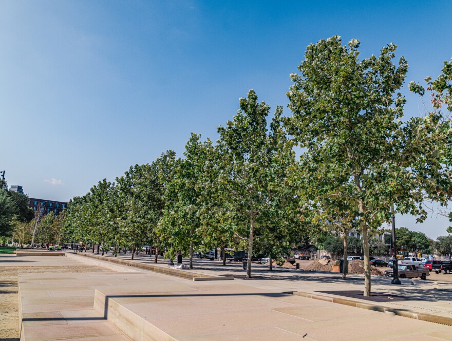 Large Sycamore trees at Civic Park