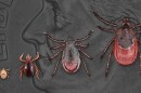 Blacklegged ticks, also called deer ticks, are not insects, but rather arachnids. They can carry more than a dozen rare diseases, including Lyme disease.
