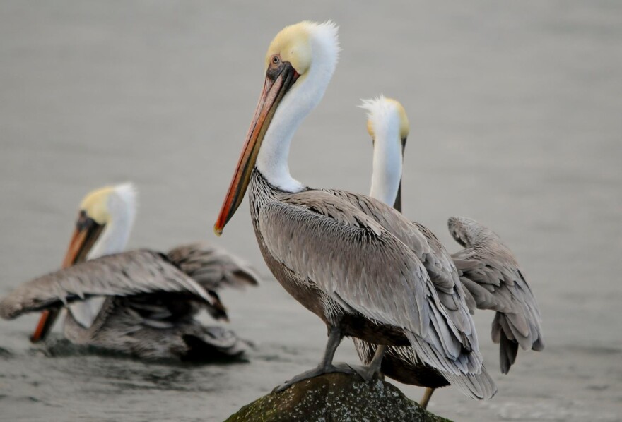 California brown pelicans overwintering at Oregon Coast National Wildlife Refuge.
