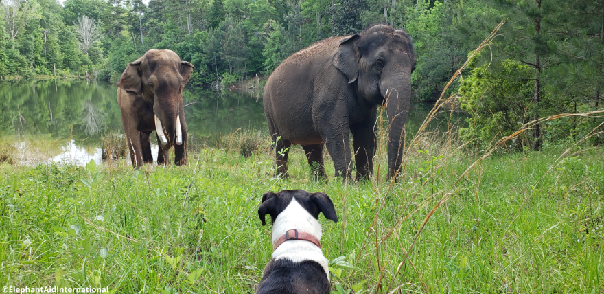  Asian elephants Bo and Tarra - along with their dog friend Mala - gained 750 more acres to explore at Elephant Refuge North America in South Georgia