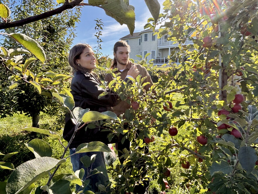 Savannah Makarewicz and Antonio Hebert, of Goffstown, look for Cortland applies at Carter Hill Orchard in Concord.