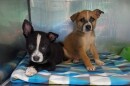 Puppies Paris and Logan.