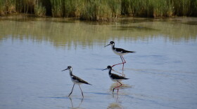 Three small black and white birds wade in Great Salt Lake. 