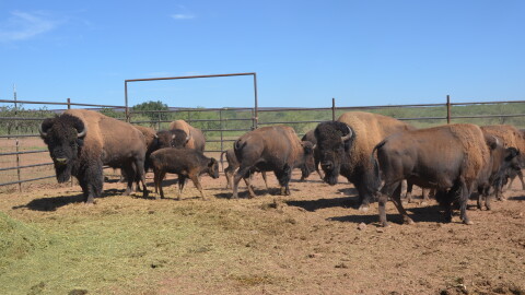 This herd of American bison will become the first to roam in the Mexican state of Sonora is around two centuries.