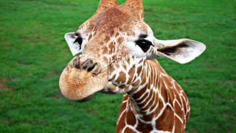 A giraffe community will leave the young together in a group with a designated babysitter.