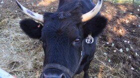 A cow looks up on a farm near Bridger, Montana.
