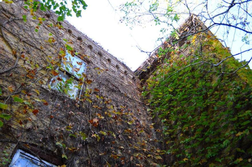 A view of the invasive vines that covered Paula and Tom Haniszewski's house when they first purchased it.