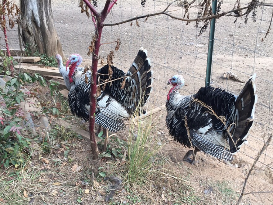 These Narragansett turkeys are raised by University of South Carolina professor Joe Jones.  Though he keeps his flock small, the quality of the meat is far superior to mass produced turkeys.