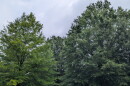 A variety of trees in a Roanoke neighborhood during the summer of 2026