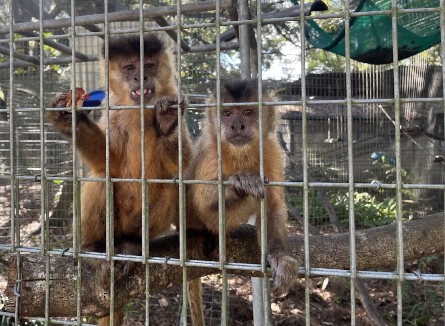 Monkey business: Gainesville primate sanctuary builds hurricane-proof  facilities
