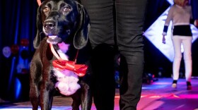 A dog on the runway.