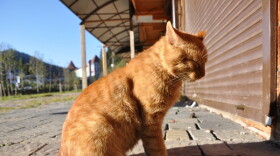 The heat wave in central and eastern Kentucky poses a danger not just to humans, but also pets.