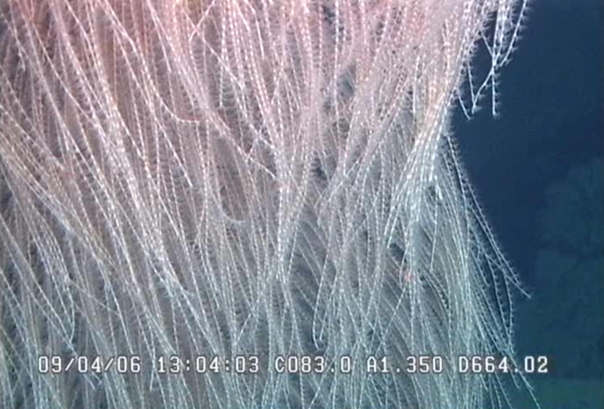 A close-up shot of the Chewbacca coral.