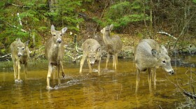 Deer in Vilas County