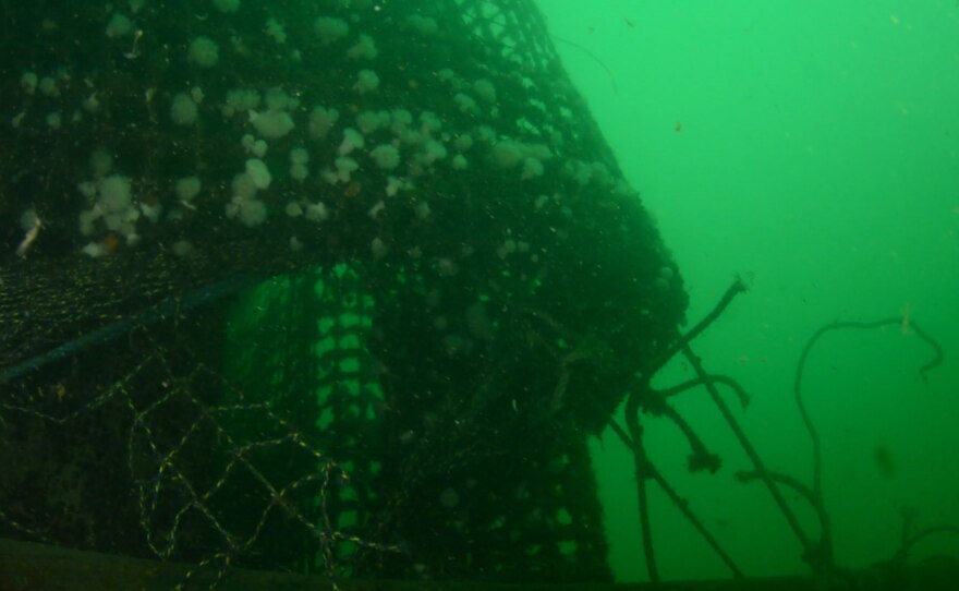 Broken mooring lines and anemone-covered netting of a collapsed Atlantic salmon farm off Cypress Island on Aug. 24, 2017.