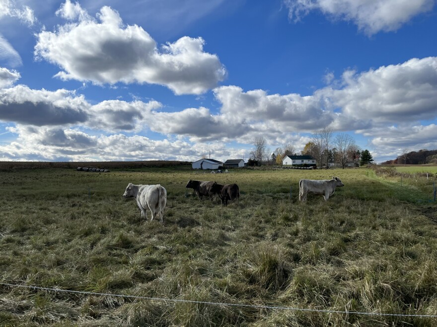 Four cows stand outside in a pasture at Mid Mitten Sustainable Farm LLC on Nov. 1, 2023.