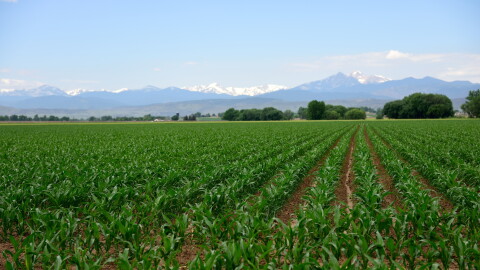 Rows of young green corn plants stretch across a farm field in Colorado, with snow-capped Rocky Mountain peaks rising in the distance beneath a blue sky.