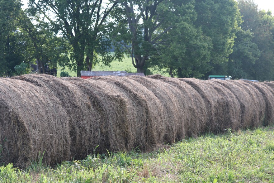 A good hay crop depends on a wetter spring and a dryer summer. In years when that doesn't happen, hay quality can go down.