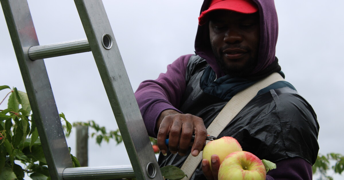 Study finds Maine has one of the highest demands for seasonal foreign labor in in the country