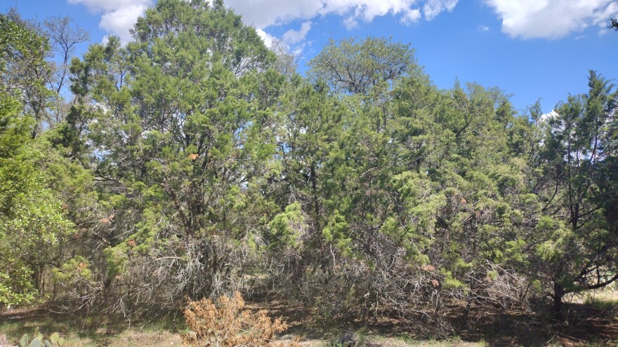 A characteristic stand of Hill Country mountain cedar, or what scientists call Ashe juniper