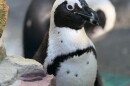 Bay is one of two female African penguins to be welcomed The Seneca Park Zoo during the summer.