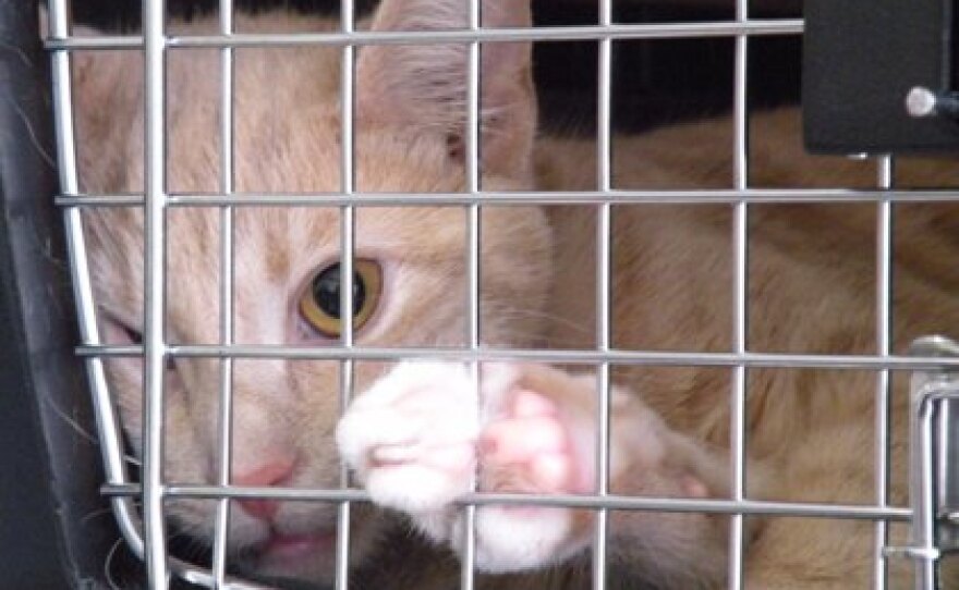 A trapped feral cat waits for his medical procedure at the feral cat spay/neuter clinic in Lynnwood.