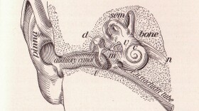 The illustration shows the bones of the internal ear.