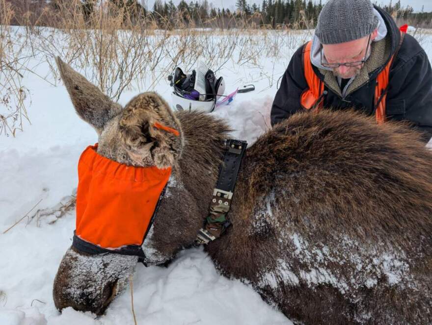 Scientist Seth Moore follows hops out to put a tracking collar on when they find a moose. (Chris Bentley/Here & Now)