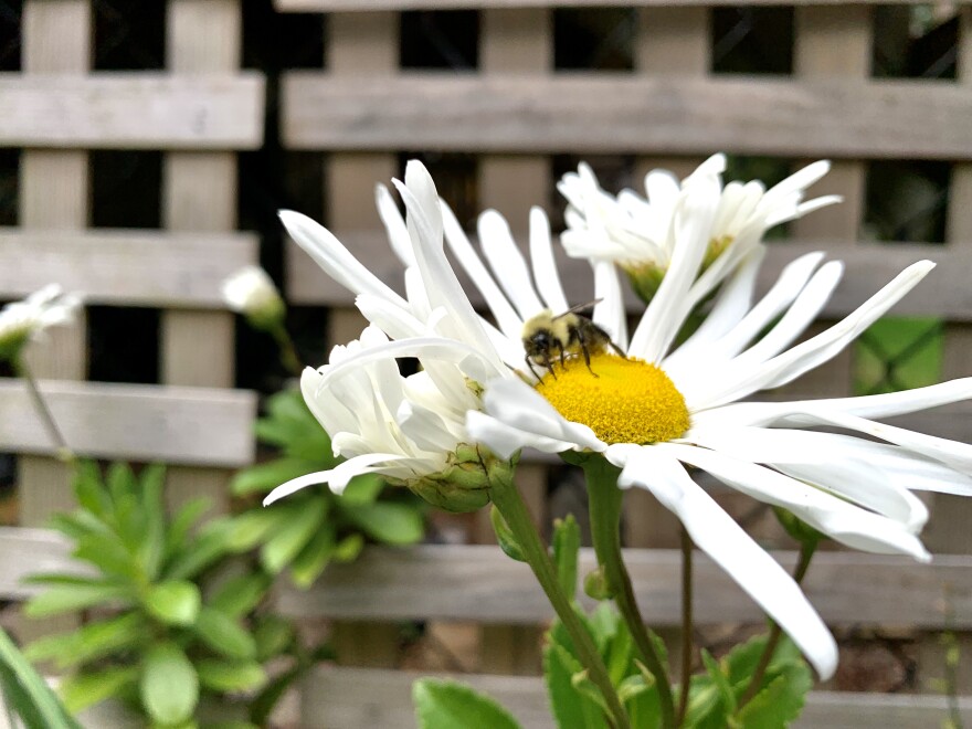 bee on flower