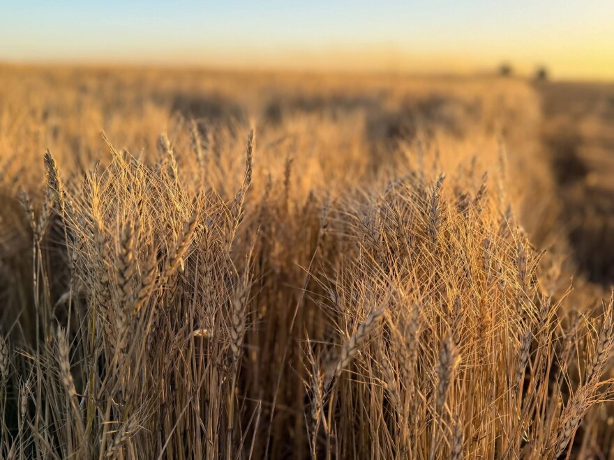 Golden wheat sways in western Kansas, ready to be cut early this year after a warm winter. While this field of hard red winter wheat looks fine, much of the crop across the Great Plains is in poor condition.