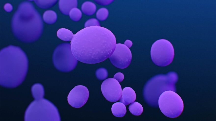 Candida sp fungus