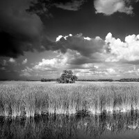 Big Cypress National Preserve, Florida This photograph was taken on the side of the road. Some of the most beautiful scenes are not noticed when driving by them at 70mph. This was one of the first black and white photographs I took with my 8x10" view camera after a drunk dirver killed my son. This was also one of the photographs that encouranged me to change from color photography and begin, once again, to photograph with black and white film.