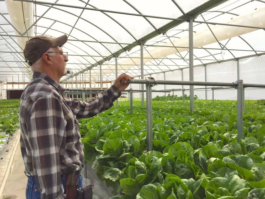 Dan Buck works in the 4B Farm greenhouse, where his family grows hydroponic lettuce and other leafy greens.