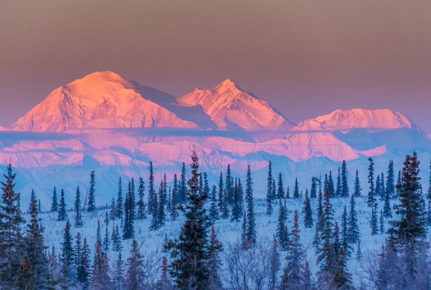 Alpen glow on Denali at sunrise with trees in the foreground