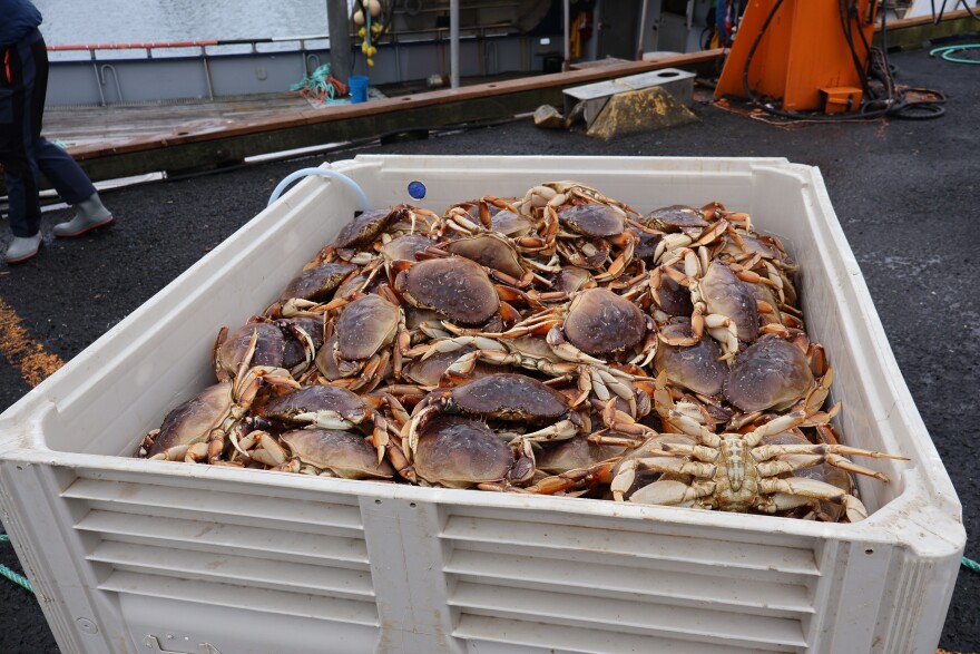 A bin full of Dungeness crabs on the pier in Newport on Jan. 27, 2026. These crabs are headed to China.