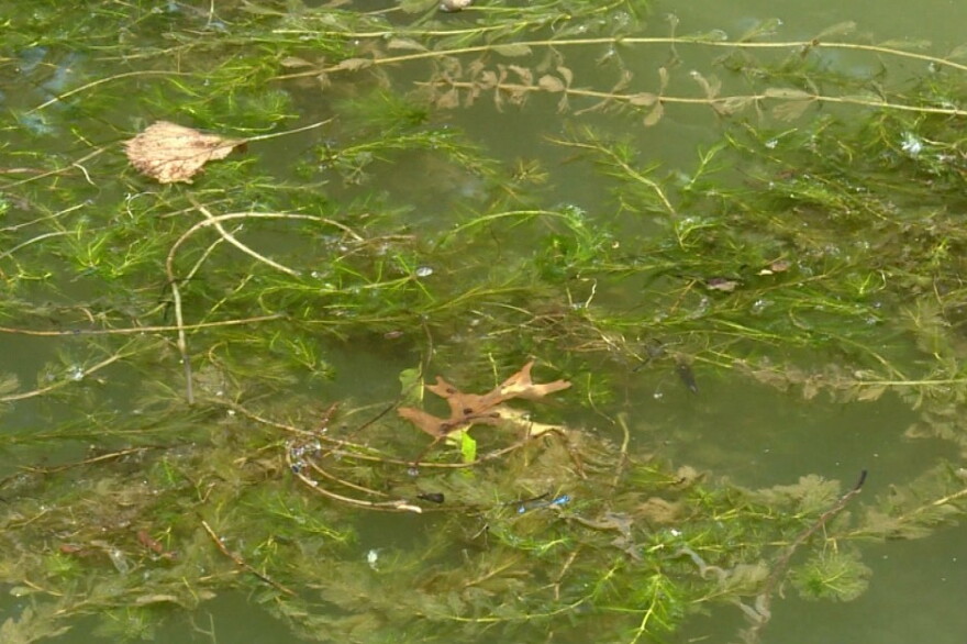 Knox County’s 2018 invasive species ordinance was Indiana’s first regulations on terrestrial invasive plants.